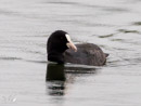 Coot - Łyska